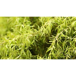 Ulei esential de Tea Tree (maleuca alternifolia) organic, Eco Cosmetics